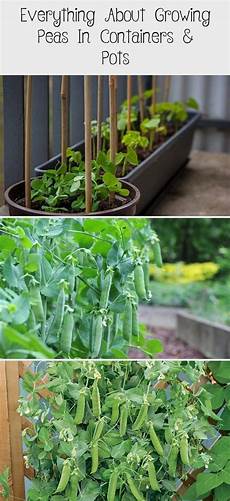 Greenhouse Vegetable Garden