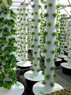 Greenhouse Vegetables