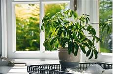 Hot House For Plants