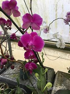 Orchid Greenhouse