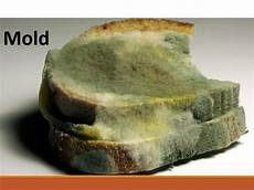 Forming Mold