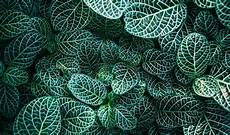 Greenhouse Mechanism