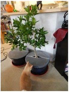 Polyethylene Plastic For Greenhouse